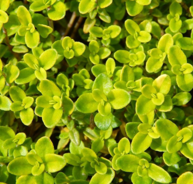 Thymus citriodorus 'Areus' - Thym citron 'Doré'