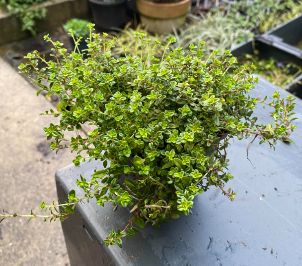 Thymus citriodorus 'Areus' - Thym citron 'Doré'