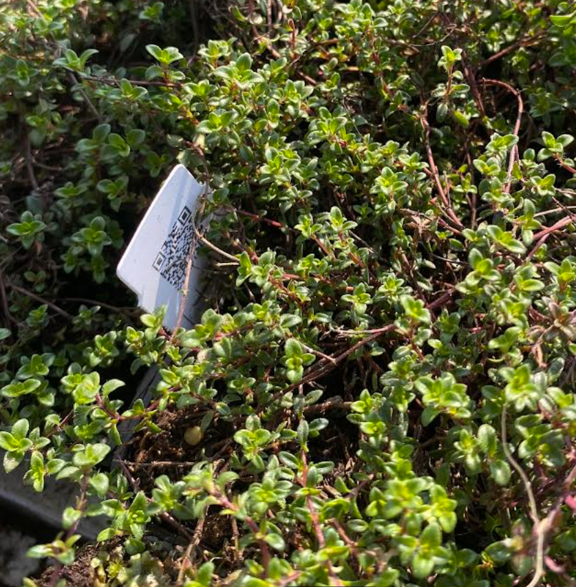 Thymus praecox 'Red Carpet' - Thym rampant rouge