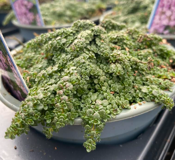 Thymus serpyllum 'Elfin' - Thym sauvage nain 'Elfin'