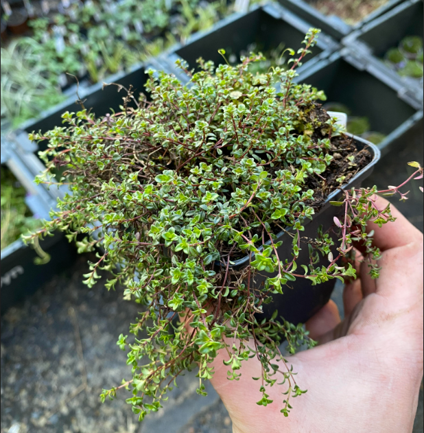 Thymus praecox 'Red Carpet' - Thym rampant rouge