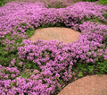 Thymus praecox 'Red Carpet' - Thym rampant rouge