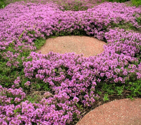 Thymus praecox 'Red Carpet' - Thym rampant rouge
