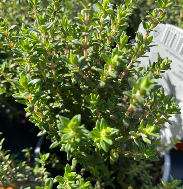 Thymus vulgaris 'Compactus' - Thym commun nain 'Compactus'