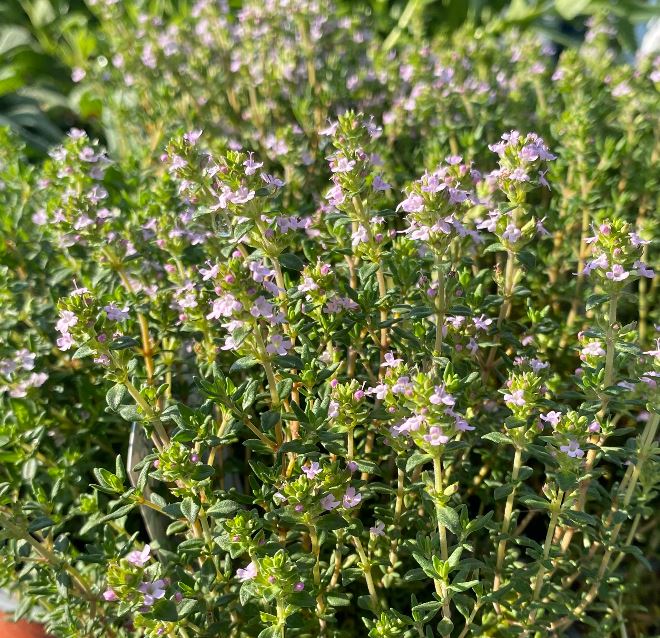 Thymus vulgaris 'Compactus' - Thym commun nain 'Compactus'