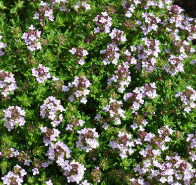 Thymus vulgaris 'Compactus' - Thym commun nain 'Compactus'