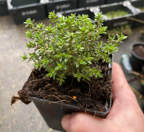 Thymus vulgaris 'Compactus' - Thym commun nain 'Compactus'