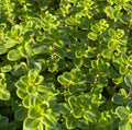 Thymus citriodorus ´Lemon Variegata’ - Thym citron panaché