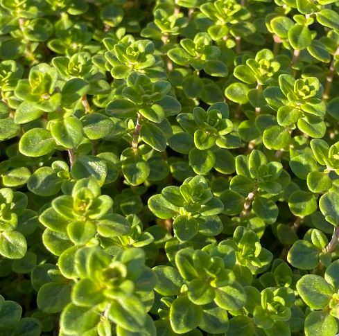 Thymus citriodorus ´Lemon Variegata’ - Thym citron panaché