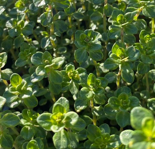 Thymus citriodorus ´Lemon Variegata’ - Thym citron panaché