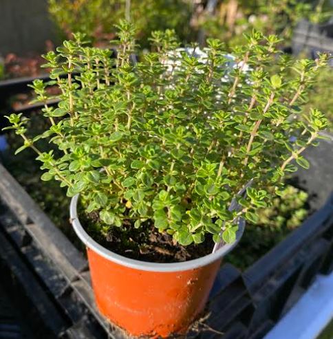 Thymus citriodorus ´Lemon Variegata’ - Thym citron panaché