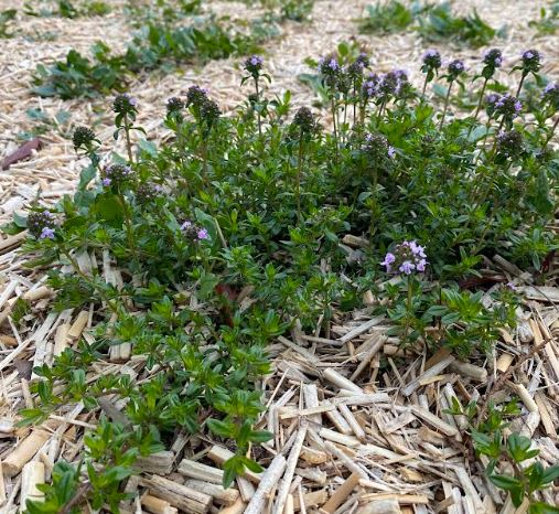 Thymus serpyllum - Thym serpolet - Thym sauvage