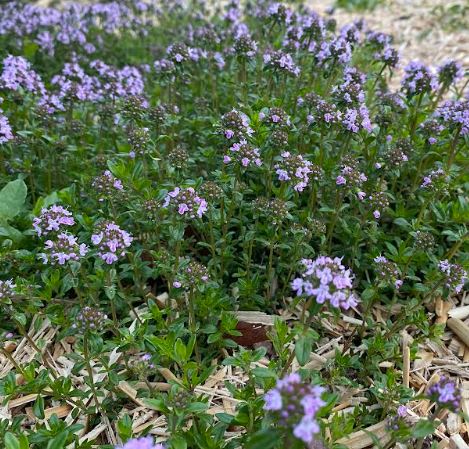 Thymus serpyllum - Thym serpolet - Thym sauvage