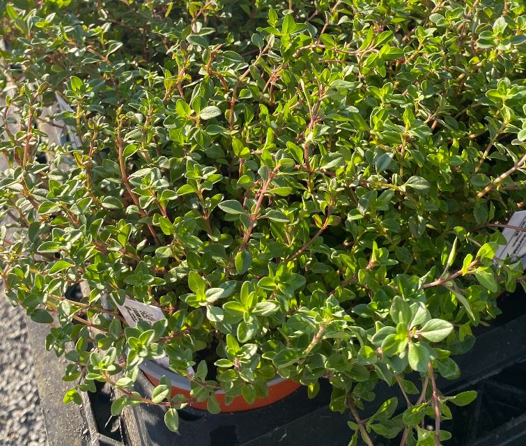 Thymus serpyllum - Thym serpolet - Thym sauvage