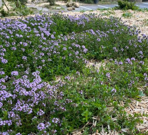 Thymus serpyllum - Thym serpolet - Thym sauvage