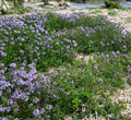 Thymus serpyllum - Thym serpolet - Thym sauvage