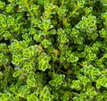 Thymus serpyllum ´Snowdrift’ - Thym serpollet ´Blanc’