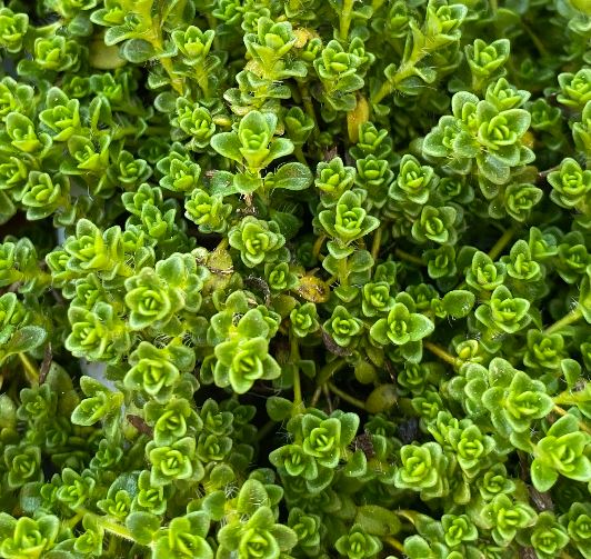 Thymus serpyllum ´Snowdrift’ - Thym serpollet ´Blanc’