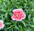 Dianthus oscar 'Pink And White' - Œillet vivace 'Rose Et Blanc'