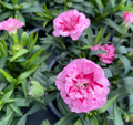 Dianthus oscar 'Pink Star' - Œillet vivace 'Rose Etoilé'