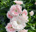 Dianthus oscar 'White And Pink' - Œillet vivace 'Blanc Et Rose'