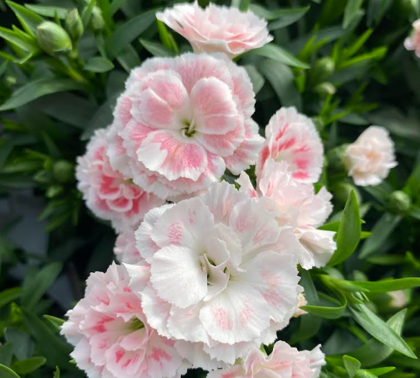 Dianthus oscar 'White And Pink' - Œillet vivace 'Blanc Et Rose'