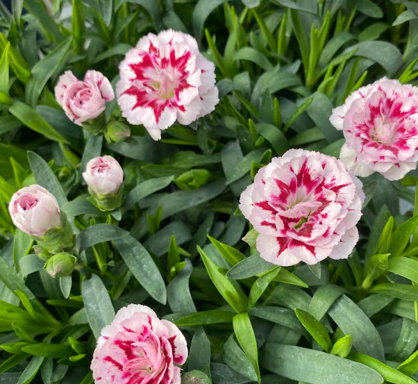 Dianthus oscar 'Purple Wing' - Œillet vivace 'Rose Et Pourpre'