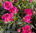 Dianthus oscar 'Cherry' - Œillet vivace 'Rouge Cerise'