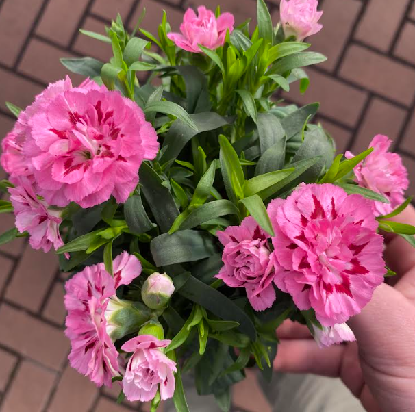 Dianthus oscar 'Pink' - Œillet vivace 'Rose'