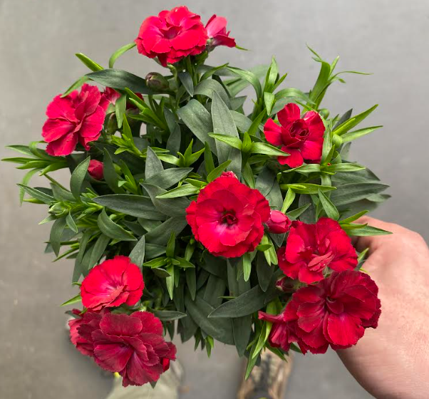 Dianthus oscar 'Red' - Œillet vivace 'Rouge'