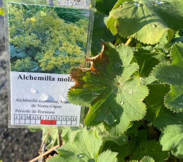 Alchemilla mollis - Alchémille commune - Manteau de Notre-Dame