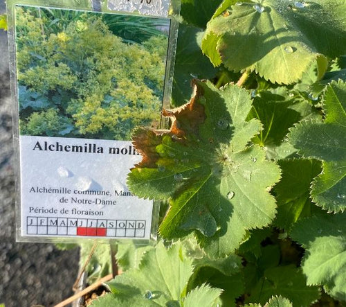 Alchemilla mollis - Alchémille commune - Manteau de Notre-Dame