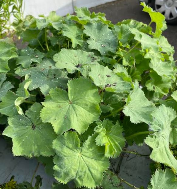 Alchemilla mollis - Alchémille commune - Manteau de Notre-Dame