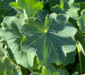 Alchemilla mollis - Alchémille commune - Manteau de Notre-Dame
