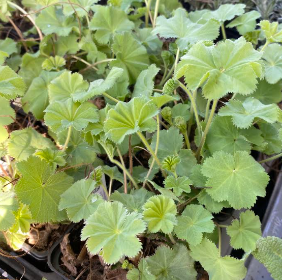Alchemilla mollis - Alchémille commune - Manteau de Notre-Dame