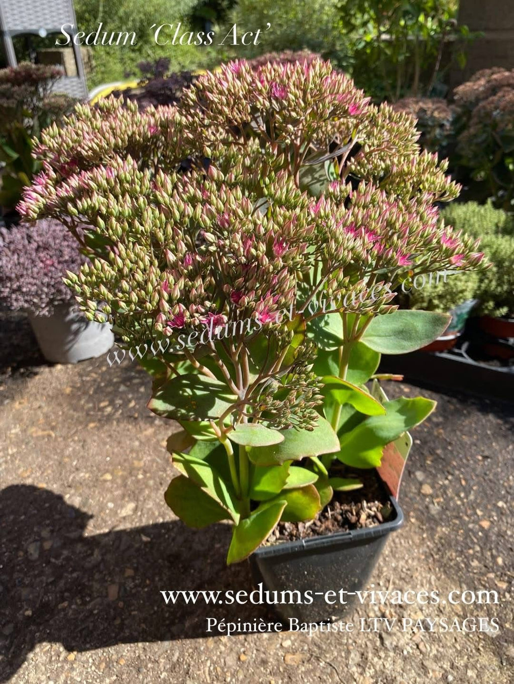 Sedum 'Class Act' - Orpin