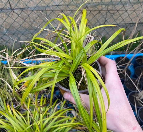 Carex x 'Dark green' - Laîche