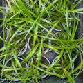 Carex x 'Dark green' - Laîche
