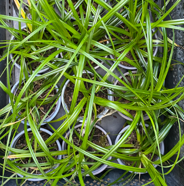 Carex x 'Dark green' - Laîche