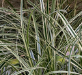 Carex oshimensis 'Father falls' - Laîche d'Oshima