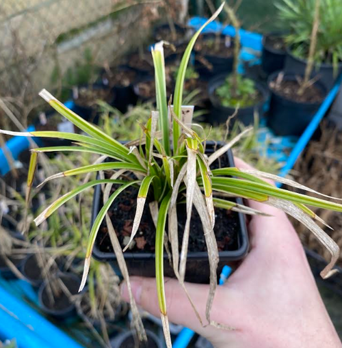 Carex morrowii 'Ice dance' - Laîche de Morrow