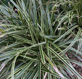 Carex morrowii 'Ice dance' - Laîche de Morrow