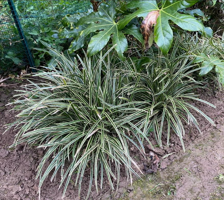 Carex morrowii 'Ice dance' - Laîche de Morrow