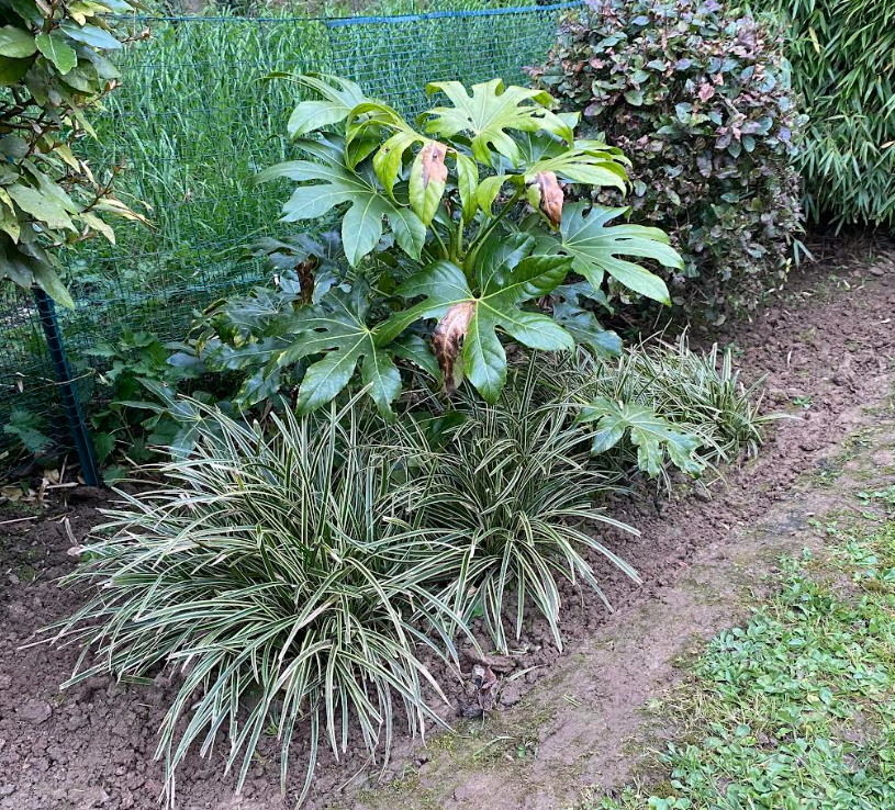 Carex morrowii 'Ice dance' - Laîche de Morrow