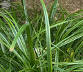 Carex oshimensis 'Everlime' - Laîche d'Oshima