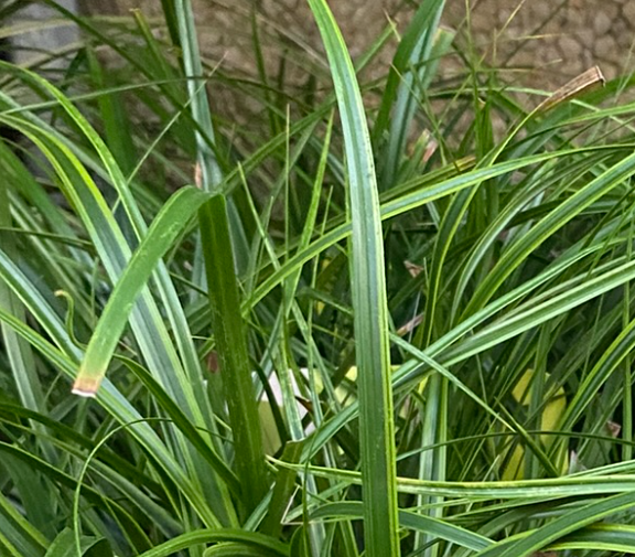 Carex oshimensis 'Everlime' - Laîche d'Oshima