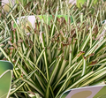 Carex oshimensis 'Evergold' - Laîche d'Oshima