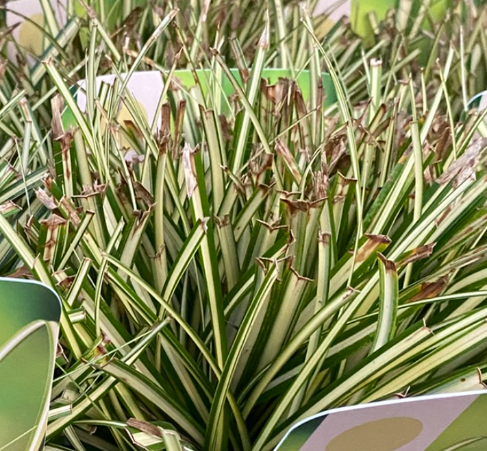 Carex oshimensis 'Evergold' - Laîche d'Oshima