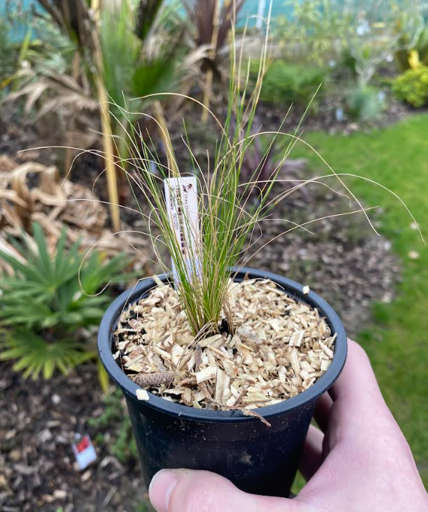Stipa tenuissima 'Angel Hair' - Cheveux d'ange