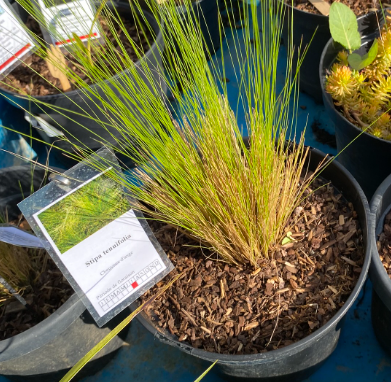 Stipa tenuissima 'Angel Hair' - Cheveux d'ange